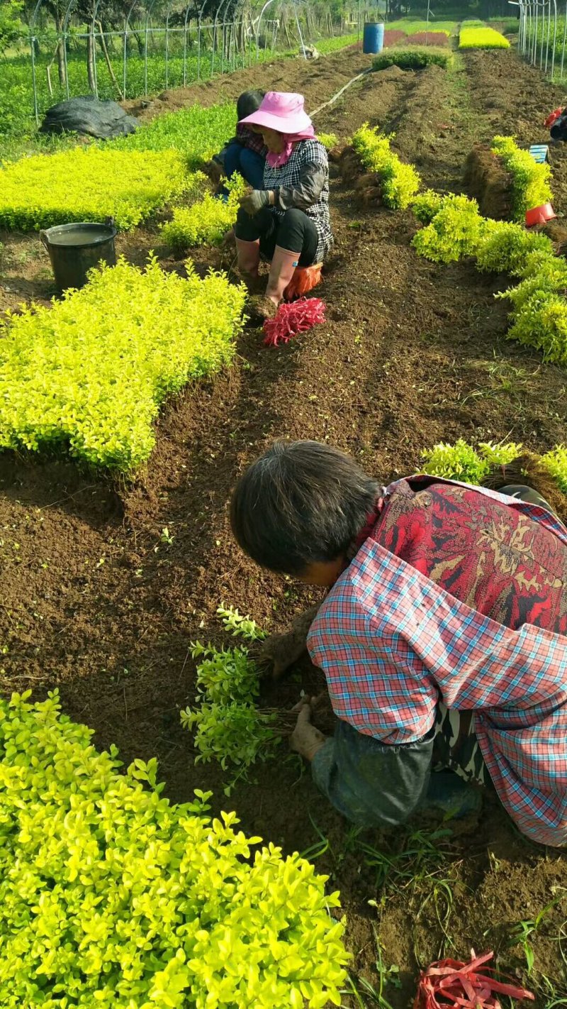 【热卖】床苗出售：15-20cm金叶女贞苗