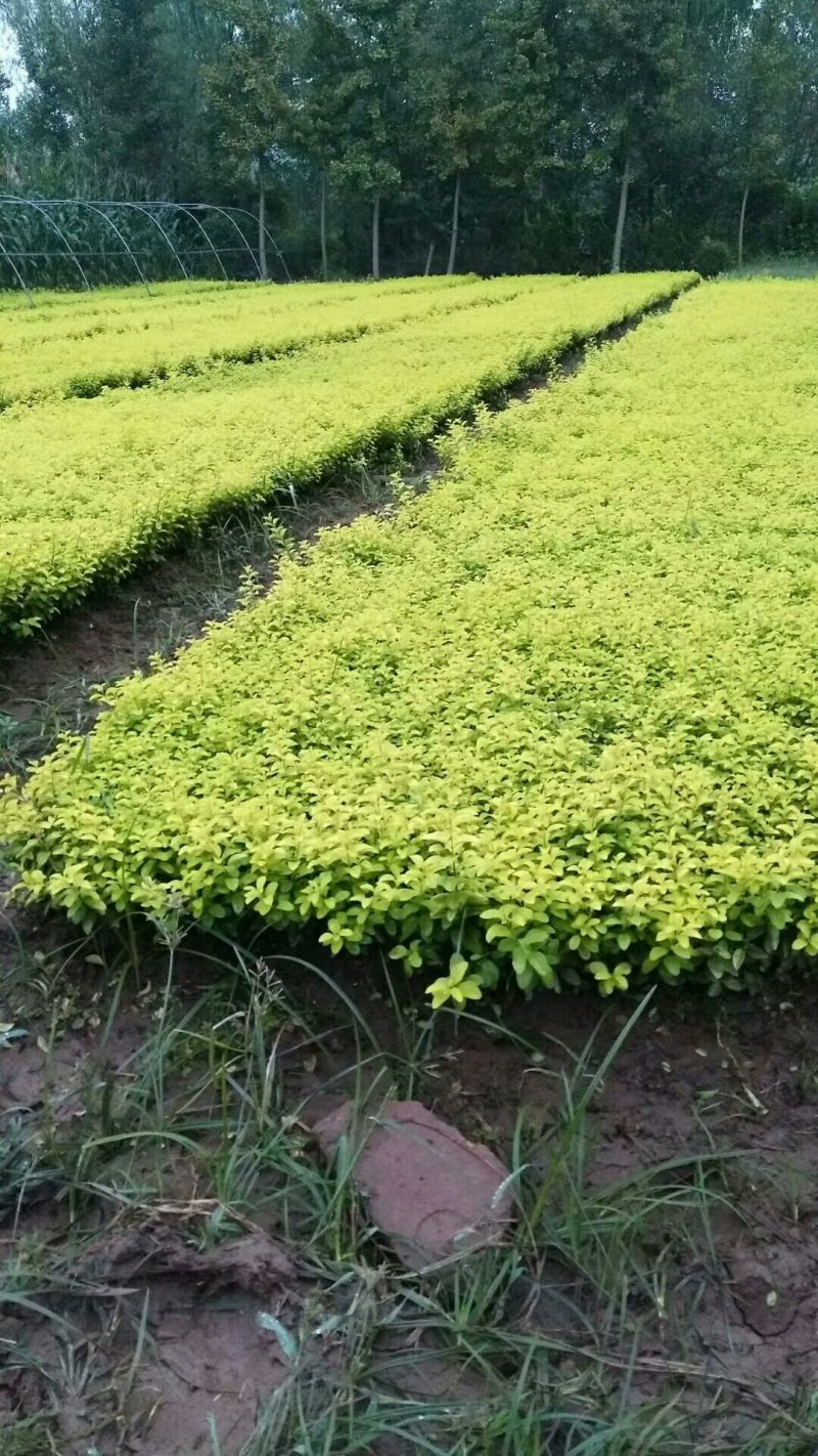 【热卖】床苗出售：15-20cm金叶女贞苗