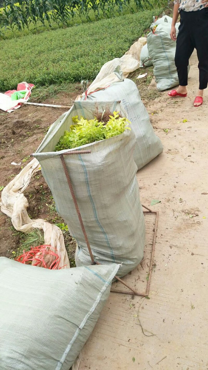 【热卖】床苗出售：15-20cm金叶女贞苗