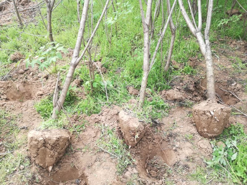 桃树土球桃树5公分桃树7公分以上10公分以上