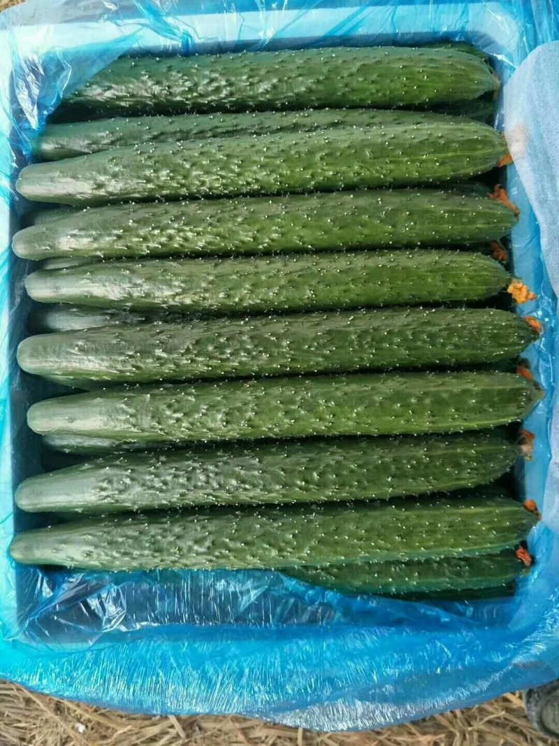 精品密刺鲜花黄瓜，顶花带刺，货源充足，品质保证。价格低廉