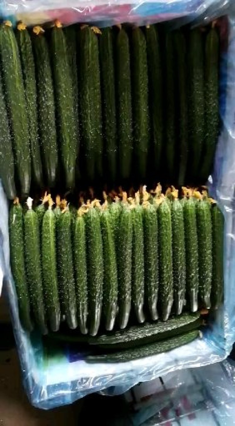 精品密刺鲜花黄瓜，顶花带刺，货源充足，品质保证。价格低廉