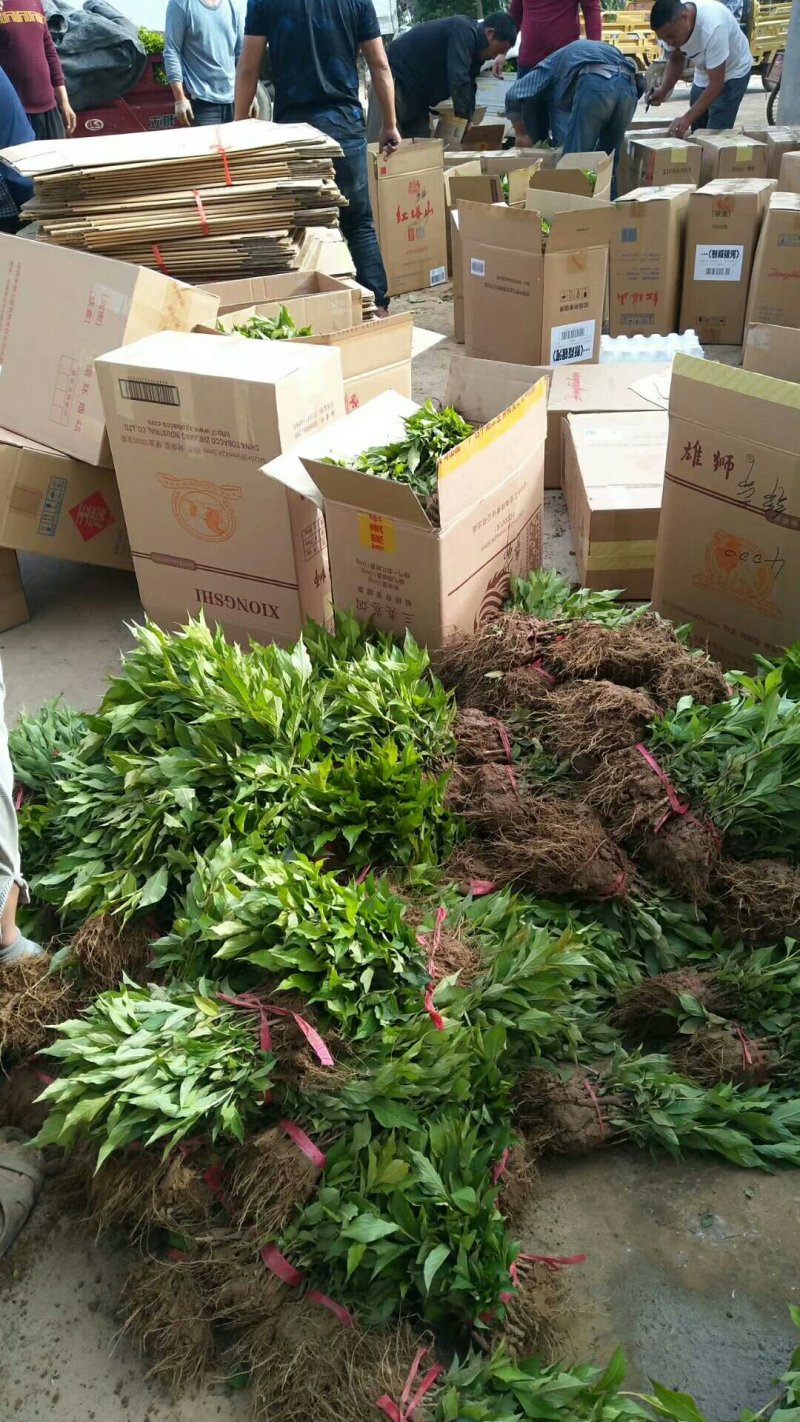 【热卖】床苗出售：高15-20cm红瑞木苗