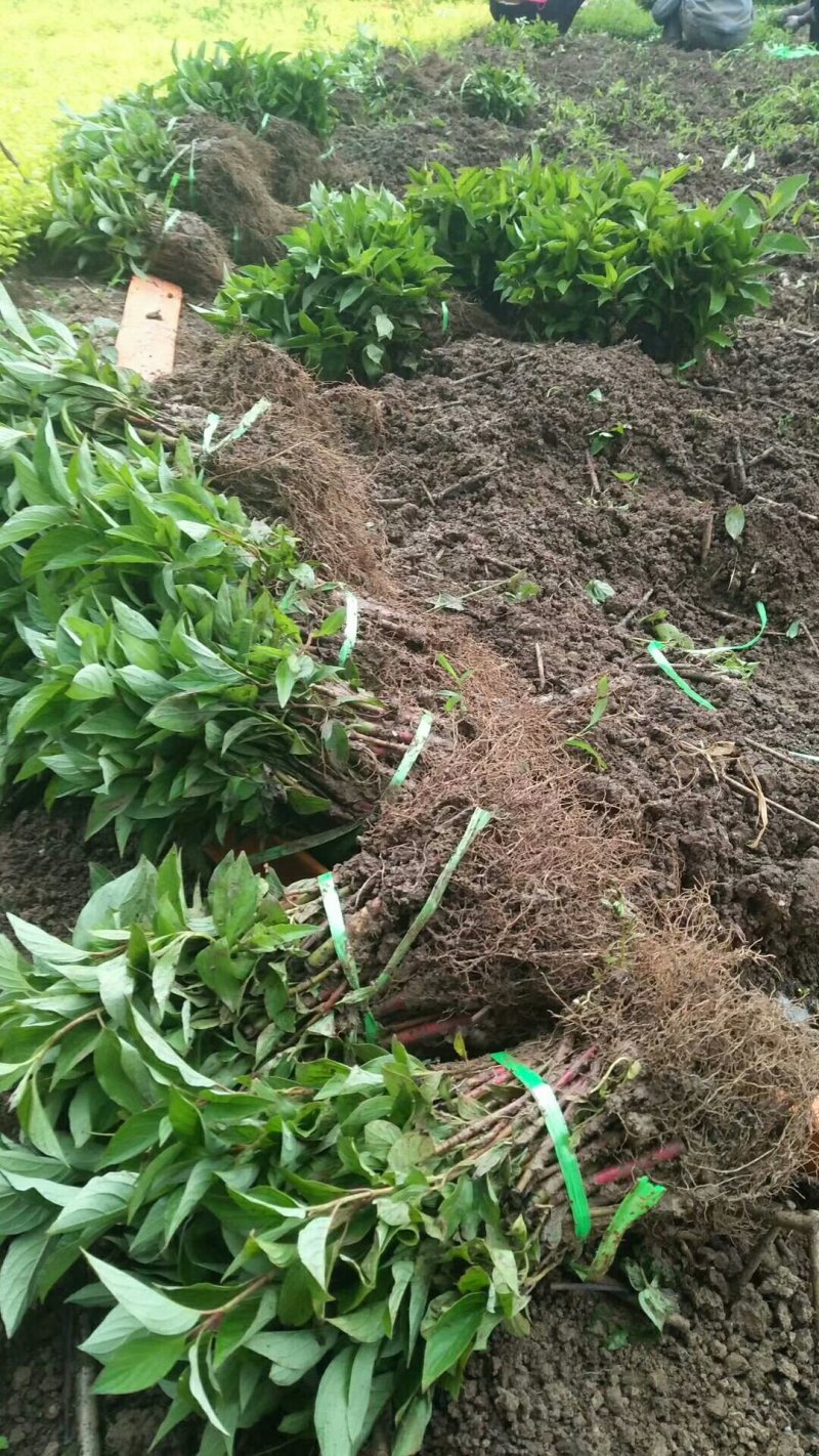 【热卖】床苗出售：高15-20cm红瑞木苗