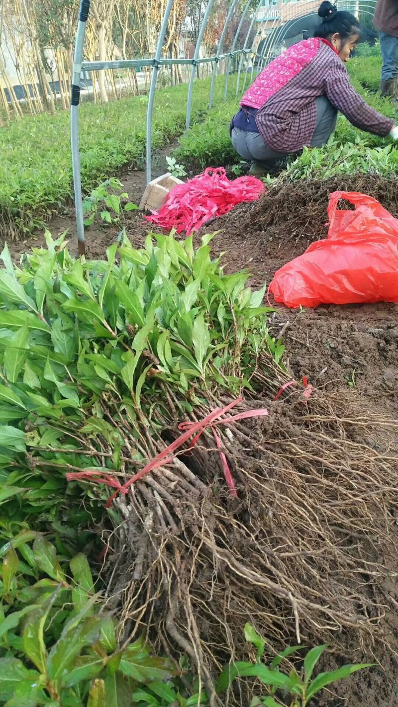 【热卖】床苗出售：高15-20cm红瑞木苗
