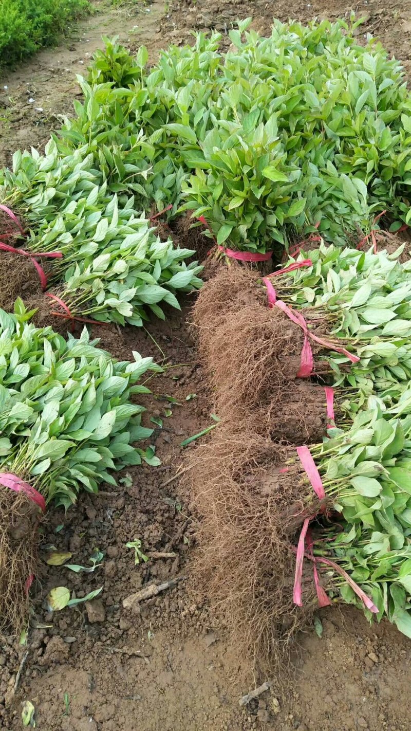 【热卖】床苗出售：高15-20cm红瑞木苗