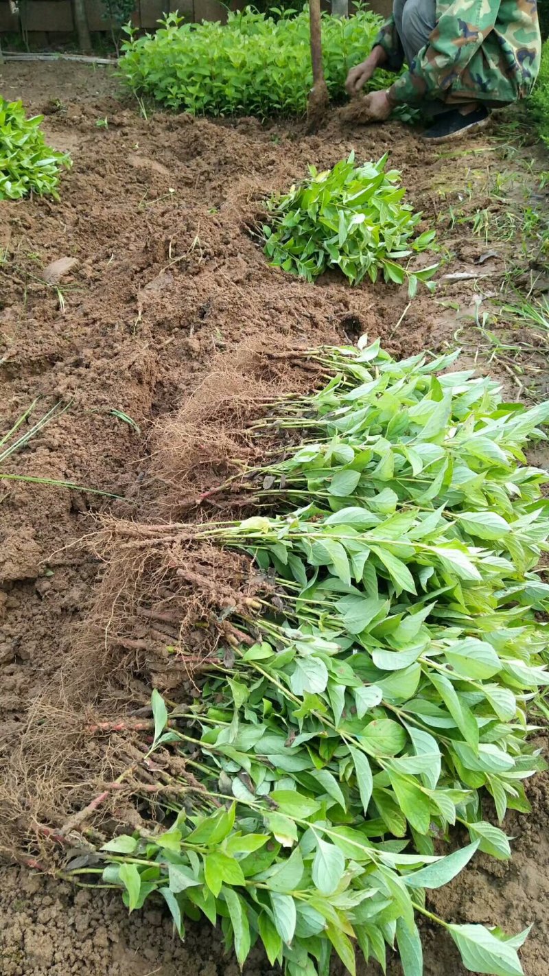 【热卖】床苗出售：高15-20cm红瑞木苗