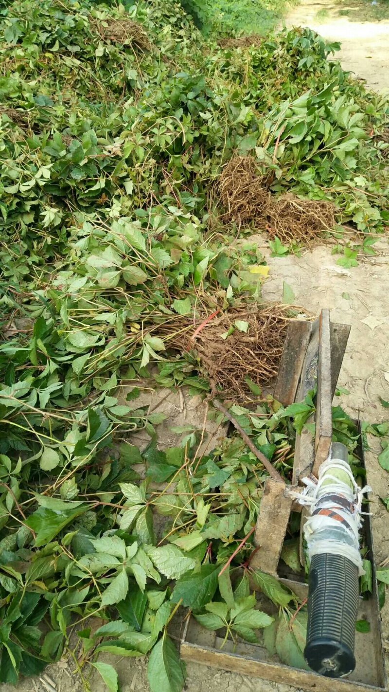 【爬山虎苗】床苗出售：高20-30cm爬山虎苗