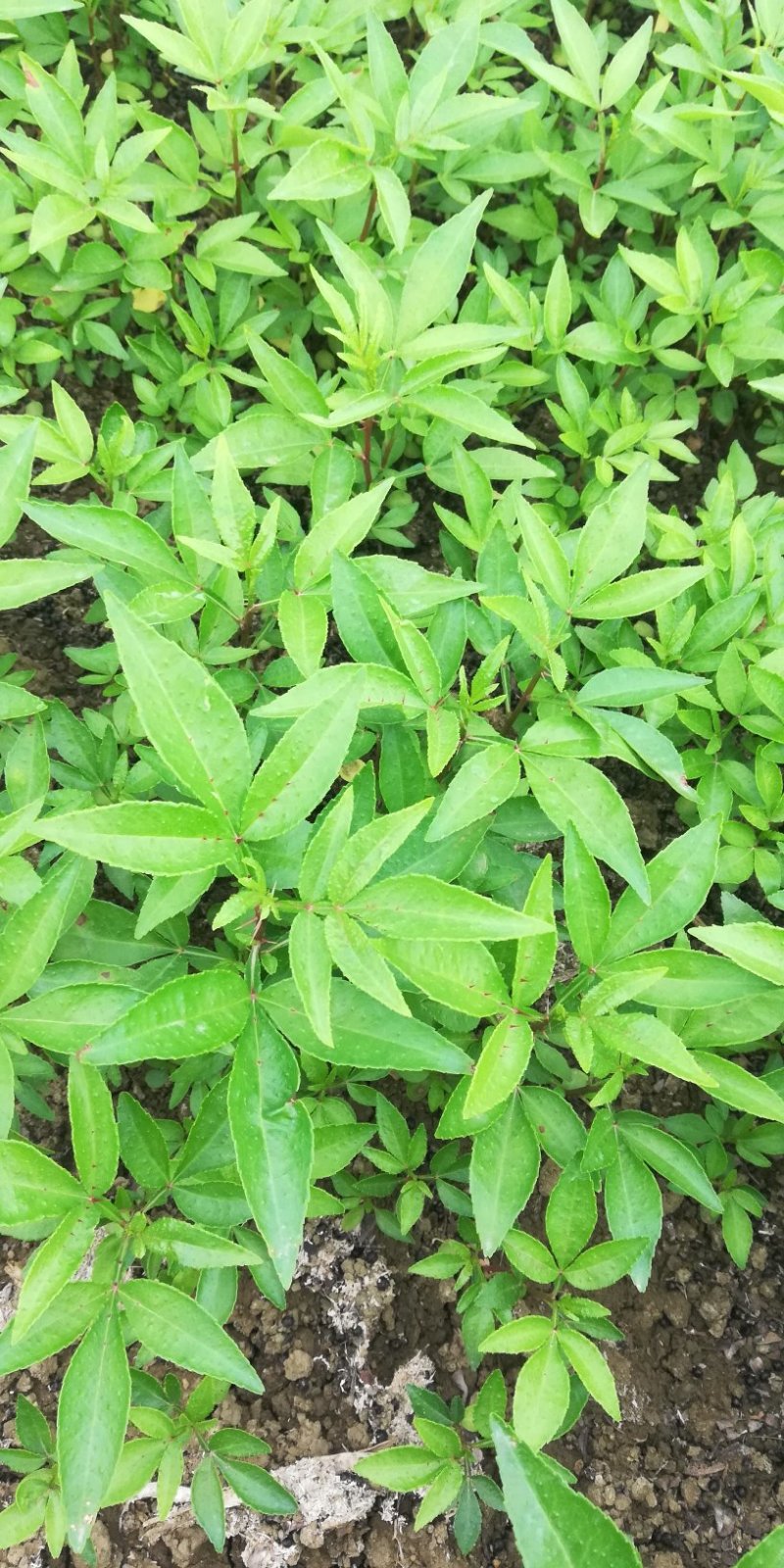 青花椒苗高产高抗寒抗锈病新品种青花椒改良嫁接苗