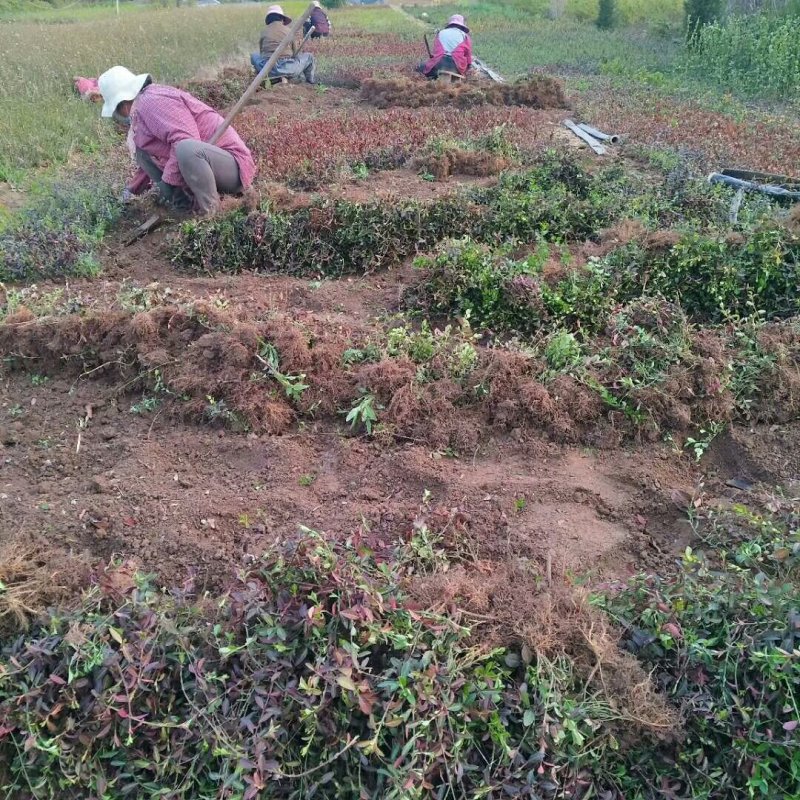 【热卖中】基地出售：高40-60cm扶芳藤