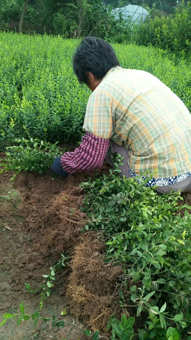 【热卖中】基地出售：高40-60cm扶芳藤