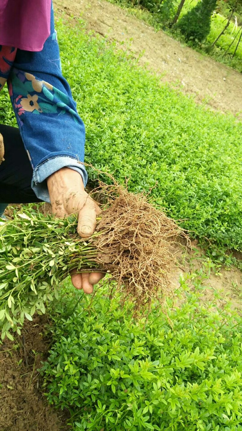 【苗圃直发】床苗出售：高15-20cm迎春花苗