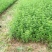 【苗圃直发】床苗出售：高15-20cm迎春花苗