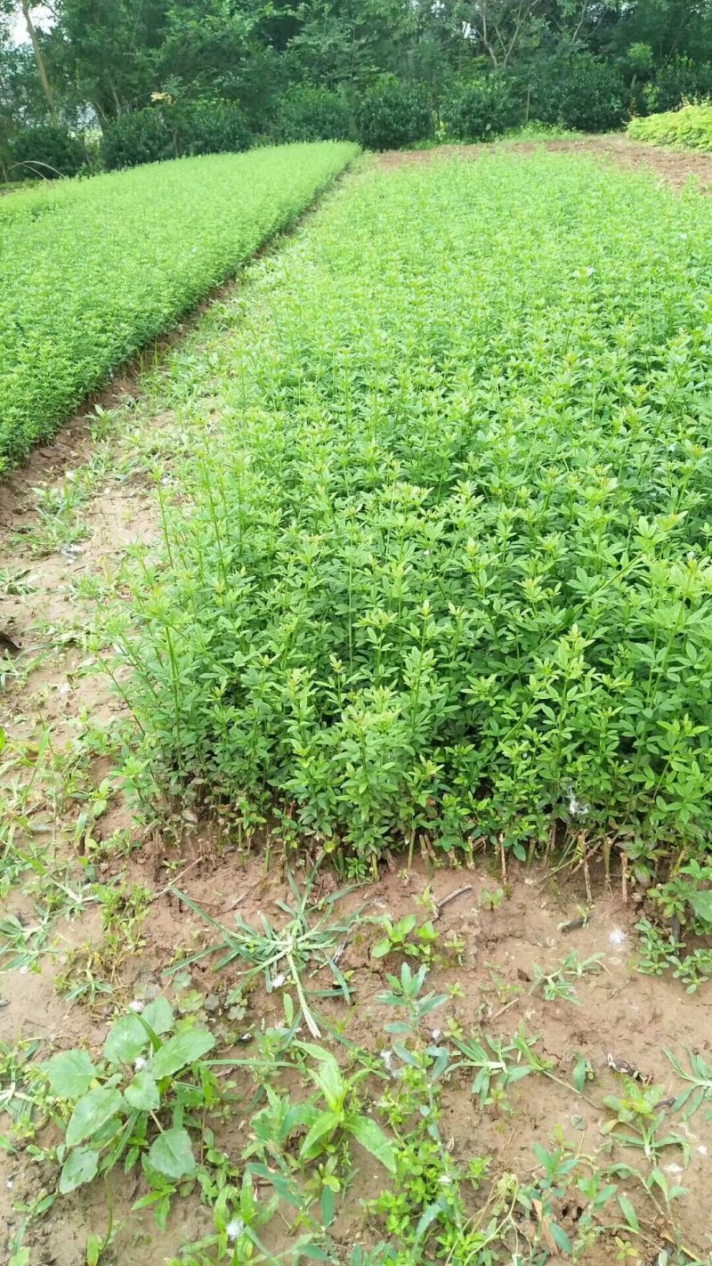 【苗圃直发】床苗出售：高15-20cm迎春花苗