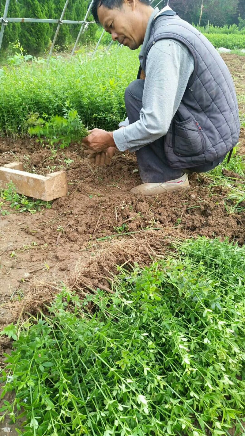 【苗圃直发】床苗出售：高15-20cm迎春花苗