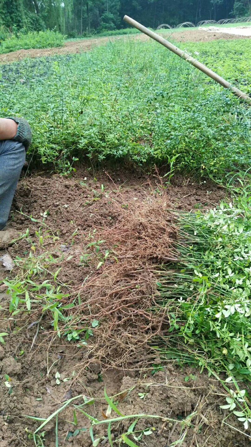 【苗圃直发】床苗出售：高15-20cm迎春花苗
