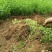 【苗圃直发】床苗出售：高15-20cm迎春花苗