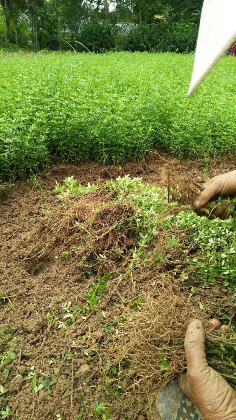 【苗圃直发】床苗出售：高15-20cm迎春花苗