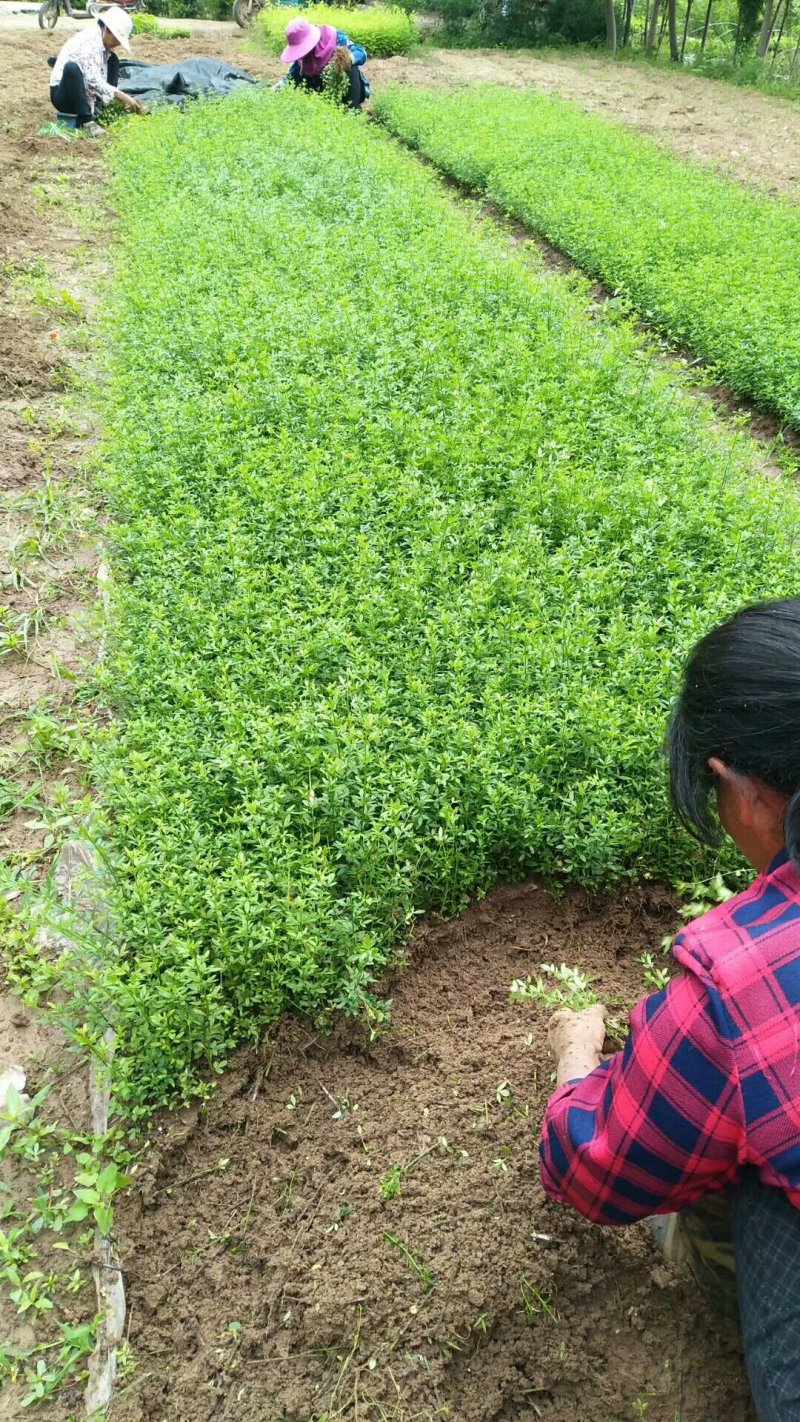 【苗圃直发】床苗出售：高15-20cm迎春花苗