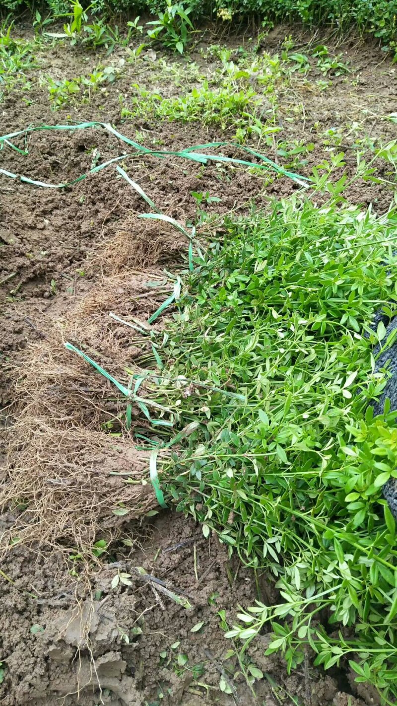 【苗圃直发】床苗出售：高15-20cm迎春花苗