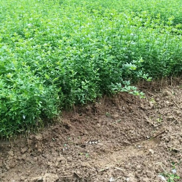 【苗圃直发】床苗出售：高15-20cm迎春花苗