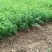 【苗圃直发】床苗出售：高15-20cm迎春花苗