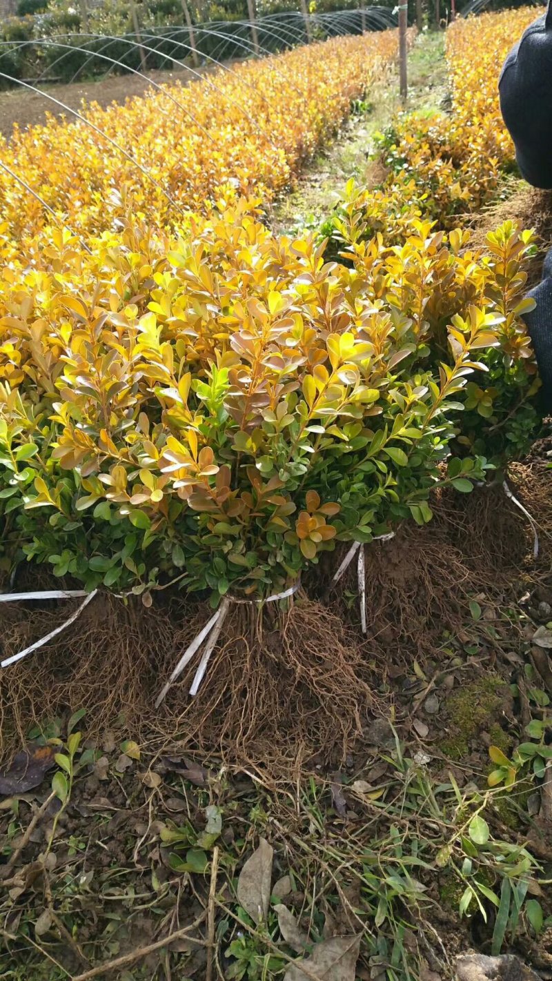 【基地直发】床苗出售：高15-20cm黄杨