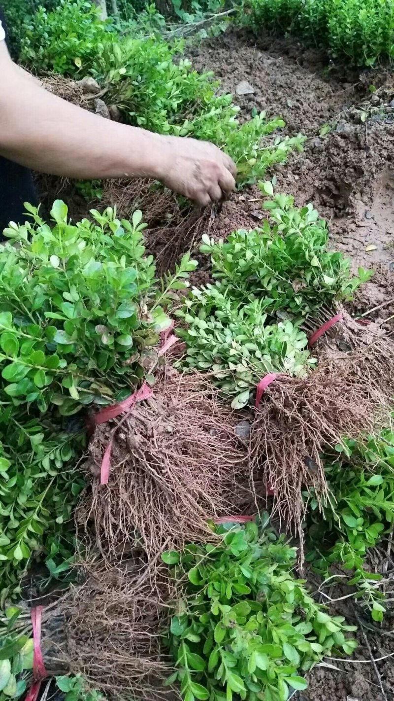 【基地直发】床苗出售：高15-20cm黄杨