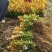 【基地直发】床苗出售：高15-20cm黄杨
