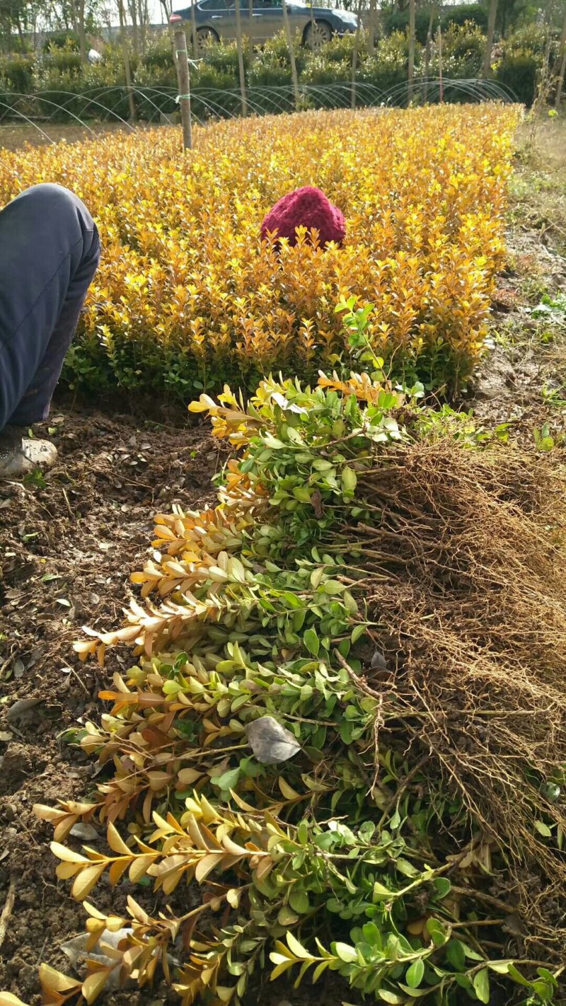 【基地直发】床苗出售：高15-20cm黄杨