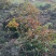 【热卖】基地出售：高度50-60cm大花月季