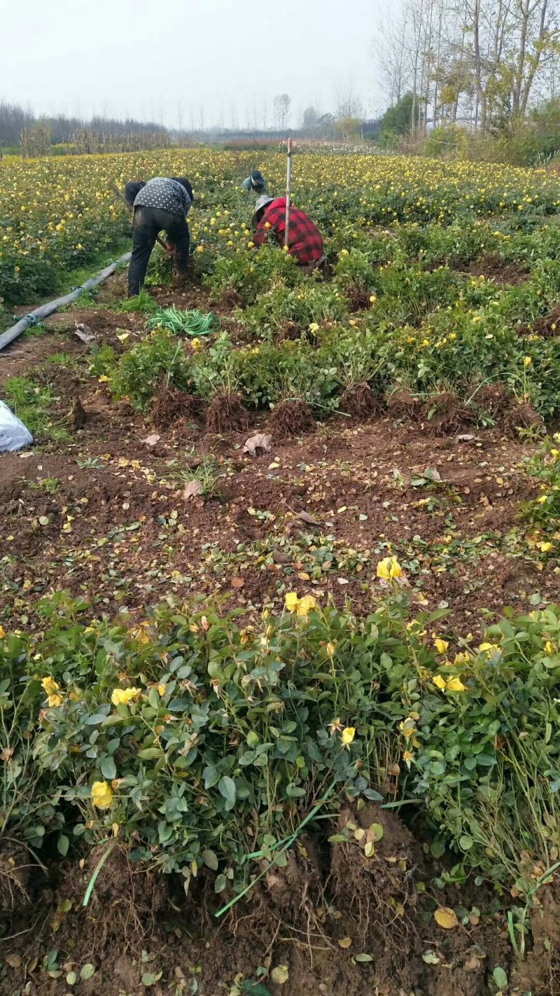 【热卖】基地出售：高度50-60cm大花月季