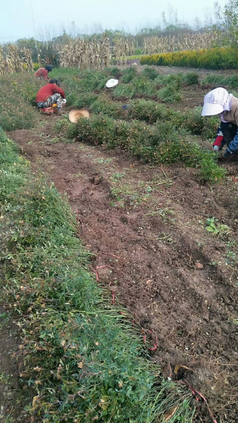 【热卖】基地出售：高度50-60cm大花月季
