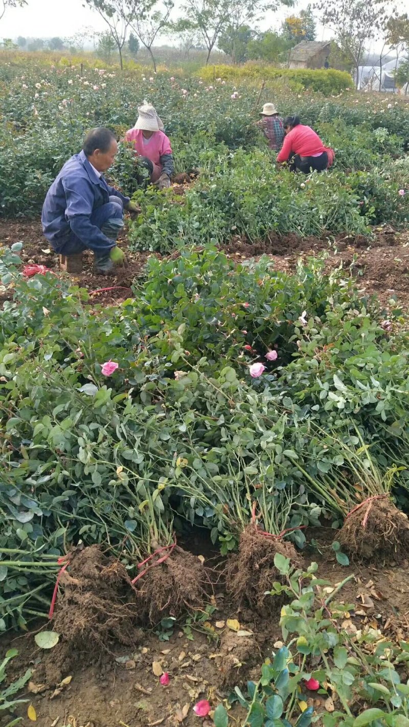 【热卖】基地出售：高度50-60cm大花月季