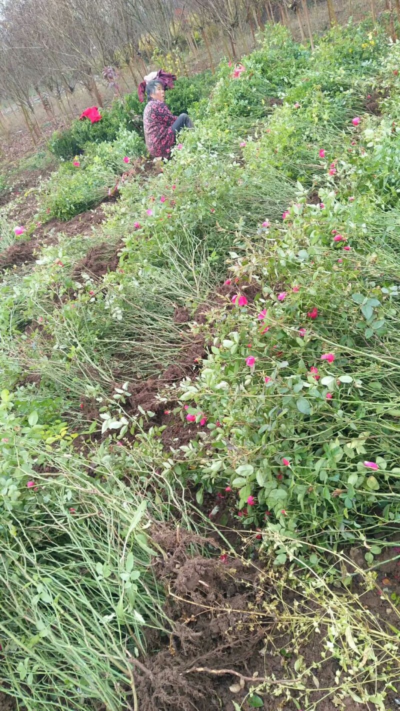 【热卖】基地出售：高度50-60cm大花月季