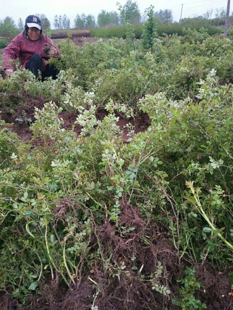 【热卖】基地出售：高度50-60cm大花月季