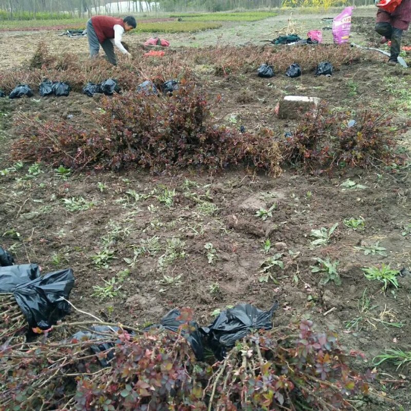 【热卖】基地出售：高度50-60cm大花月季