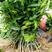 供应广西沃柑苗，一年苗，高度40-80厘米