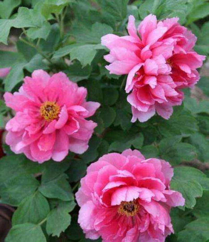 芍药种子
