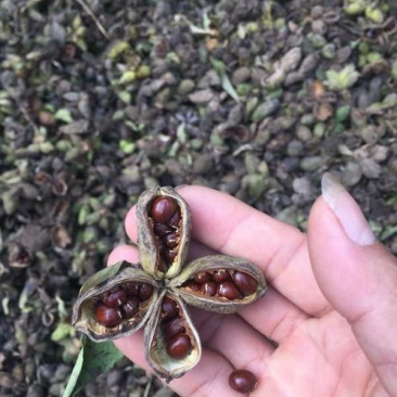 芍药种子