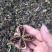 芍药种子