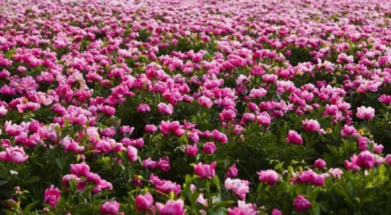 芍药种子