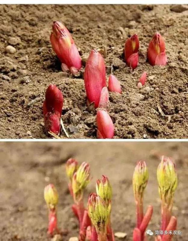 芍药种子