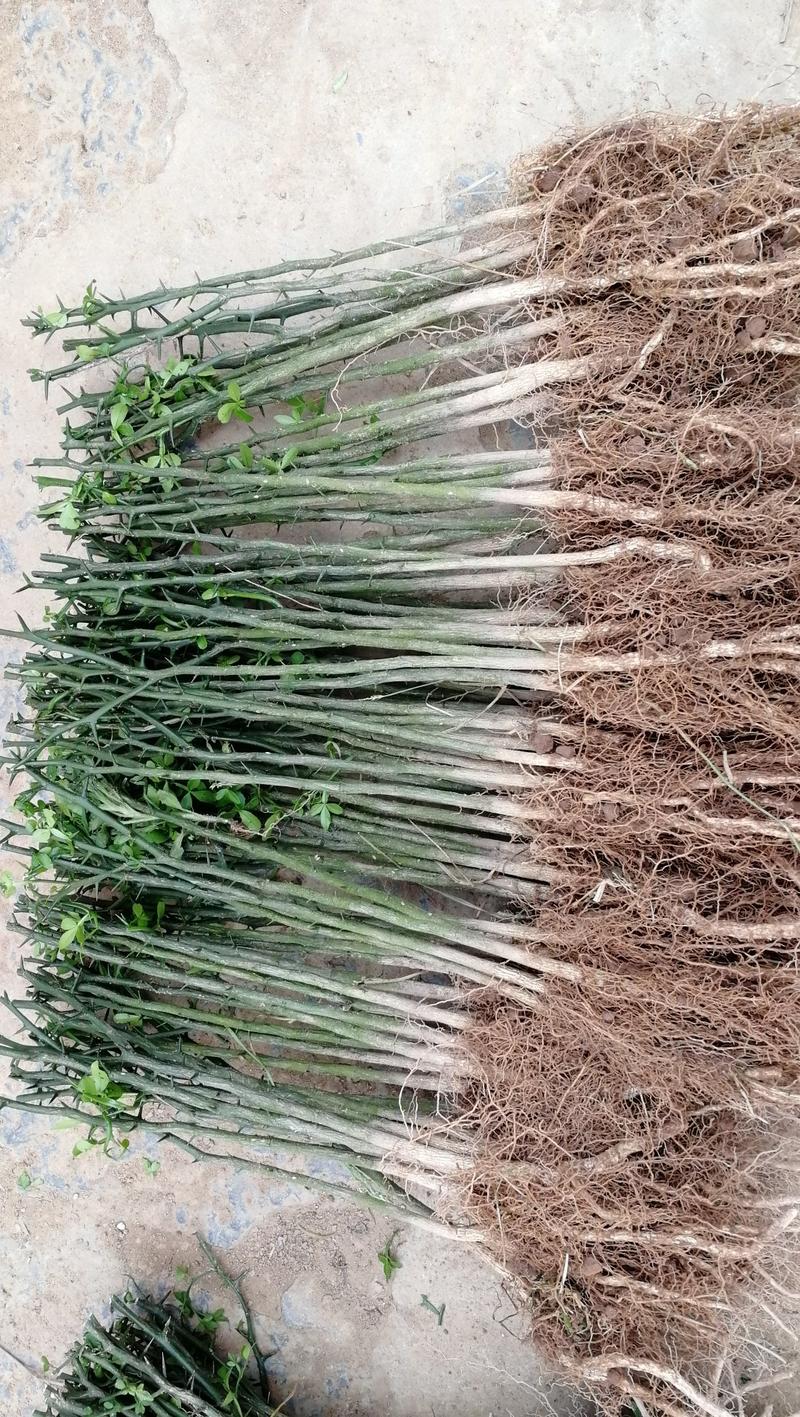 供应优质积壳苗，积壳砧木苗，绿篱树苗，果园围栏刺苗