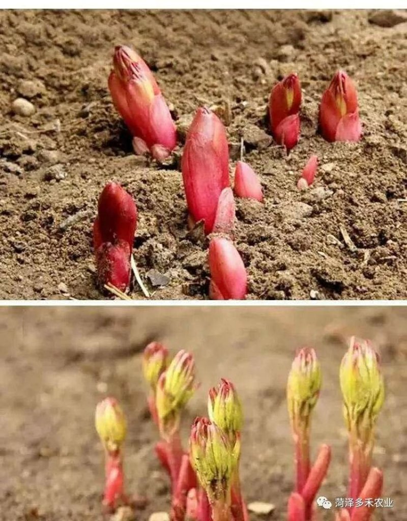 芍药种子
