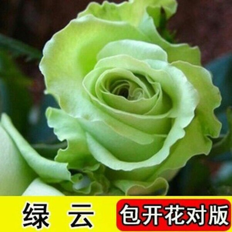 7年玫瑰花苗四季开花室内盆栽花卉绿植物蔷薇月季花苗修剪发