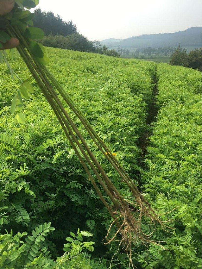 辽宁开原紫穗槐小苗棉槐工程苗油条杯苗繁育基地全国发货