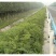 辽宁开原紫穗槐小苗棉槐工程苗油条杯苗繁育基地全国发货