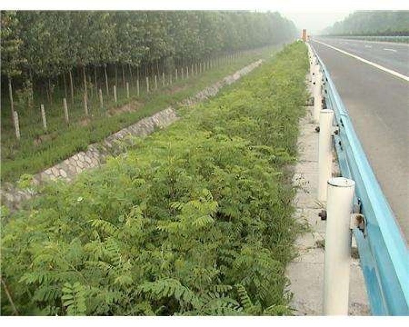 辽宁开原紫穗槐小苗棉槐工程苗油条杯苗繁育基地全国发货