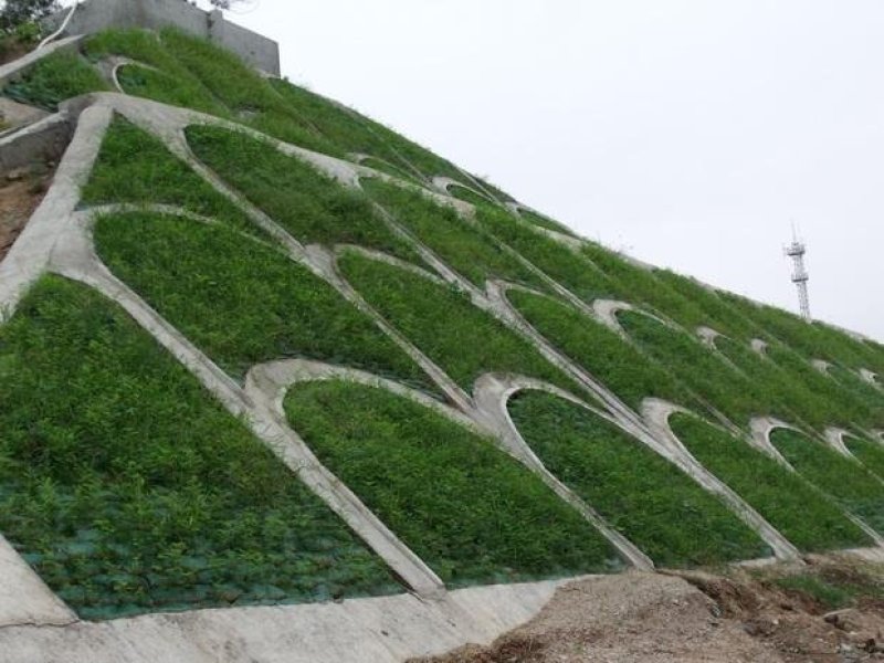辽宁开原紫穗槐小苗棉槐工程苗油条杯苗繁育基地全国发货